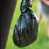 Cat Waste (2)